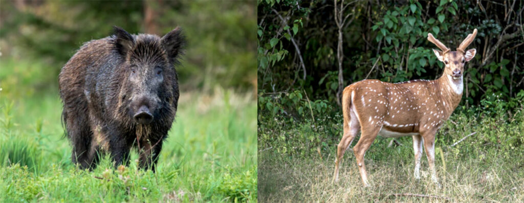 JABALI-CIERVO-2-1024x397 Invasiones Biológicas: la fauna agrava la invasión de Acacia negra en Entre Ríos