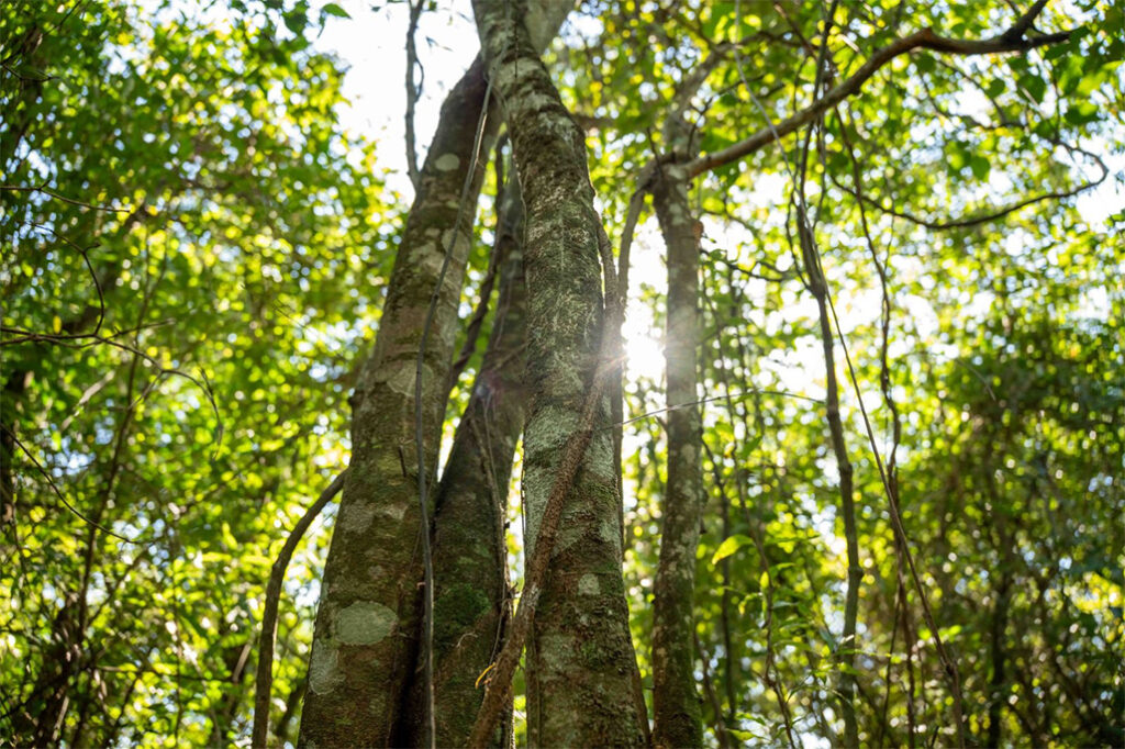 Arbol-2-1024x682 Un hogar forestal en el Paraguay: cómo la protección social impulsa la acción inclusiva por el clima