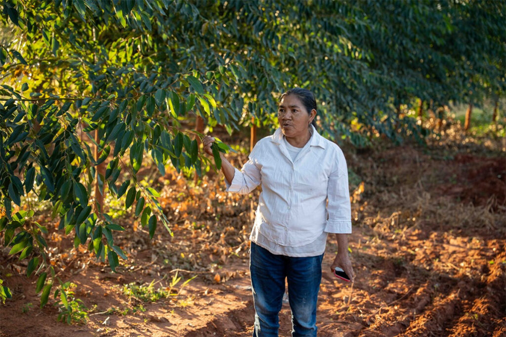 Arbol-3-1024x682 Un hogar forestal en el Paraguay: cómo la protección social impulsa la acción inclusiva por el clima