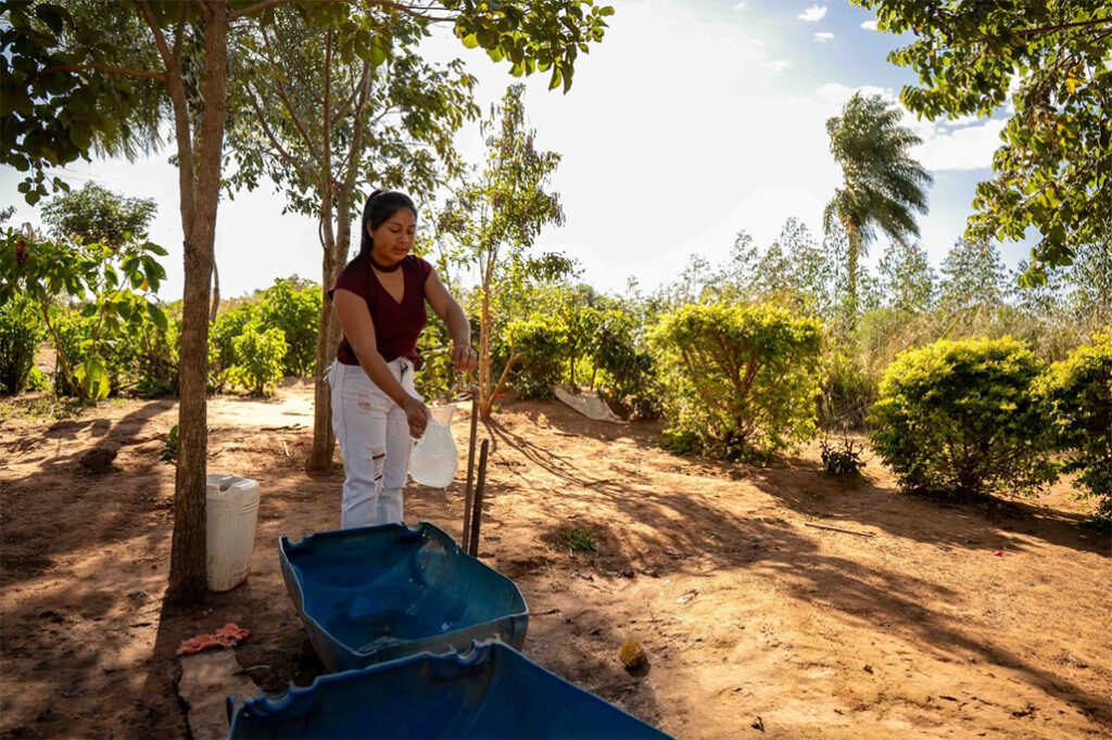 Arbol-4-1024x682 Un hogar forestal en el Paraguay: cómo la protección social impulsa la acción inclusiva por el clima