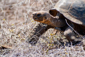 Tortuga-300x200 Home