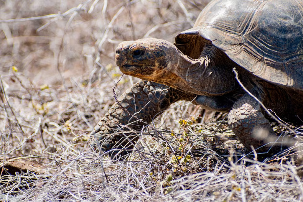 Tortuga gigante de Floreana. Parque Nacional Galápagos.