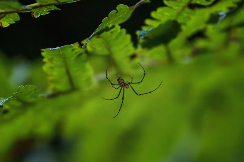 Arana-de-huerto-1024x683 Se descubren 7.848 nuevos insectos voladores para la ciencia y ya tienen “cédula” ecuatoriana