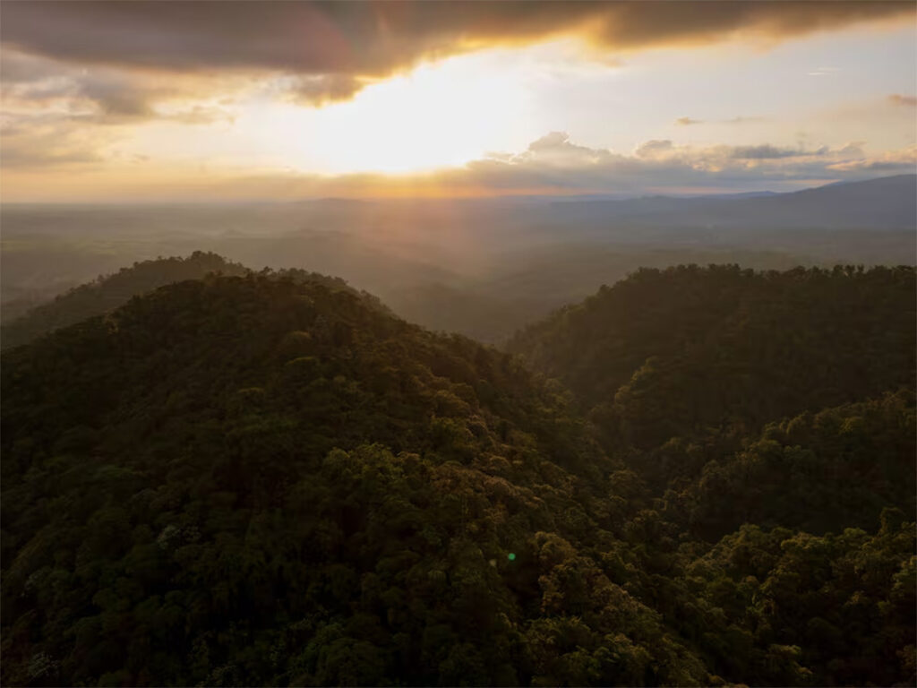Bosque-1024x768 Se descubren 7.848 nuevos insectos voladores para la ciencia y ya tienen “cédula” ecuatoriana