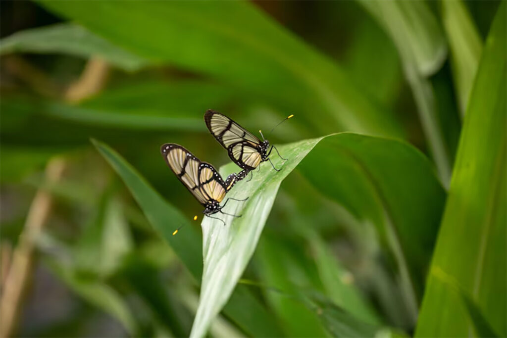 Mariposa-1024x683 Se descubren 7.848 nuevos insectos voladores para la ciencia y ya tienen “cédula” ecuatoriana
